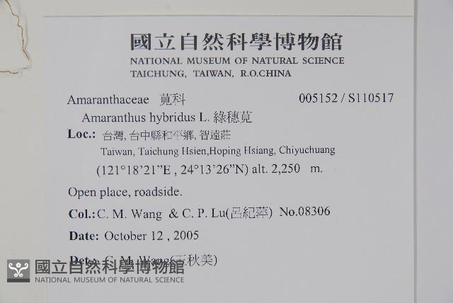綠穗莧藏品圖，第2張