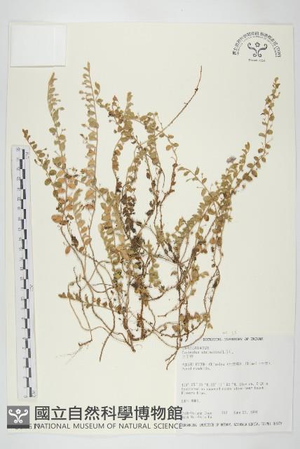 土丁桂藏品圖，第1張