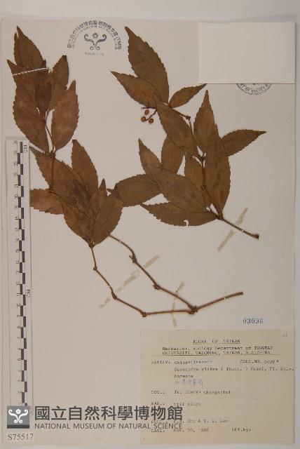 草珊瑚、紅果金粟蘭藏品圖，第1張