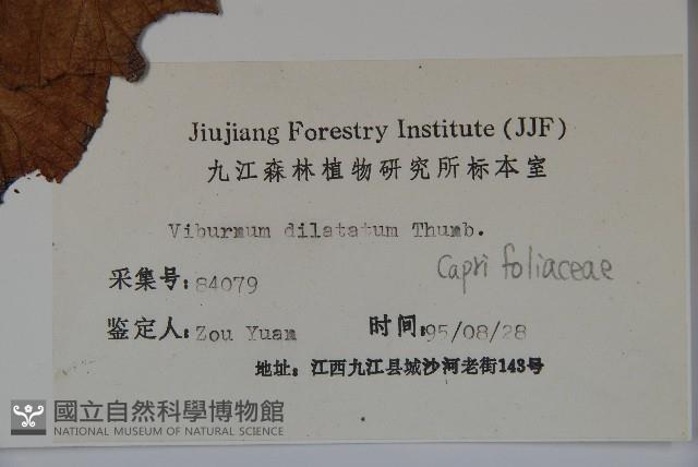 莢迷藏品圖，第2張