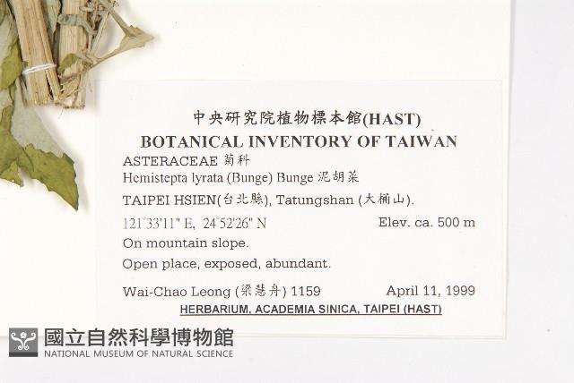 泥胡菜藏品圖，第2張