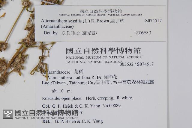 蓮子草藏品圖，第2張