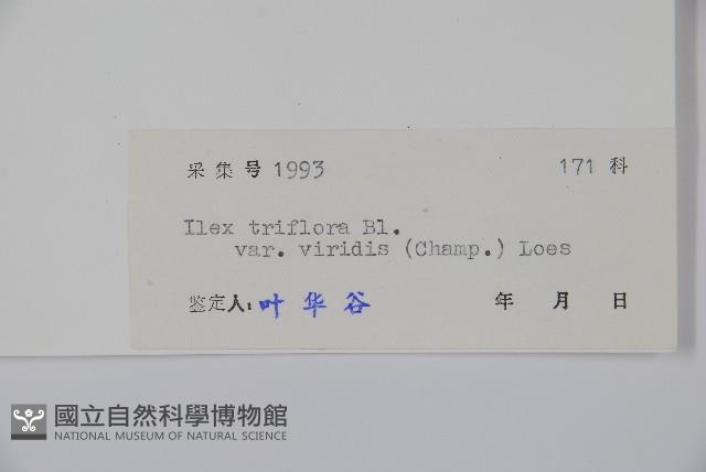 亮葉冬青藏品圖，第2張