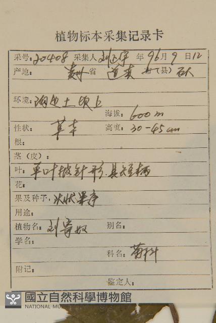 珍珠蒿、奇蒿藏品圖，第2張