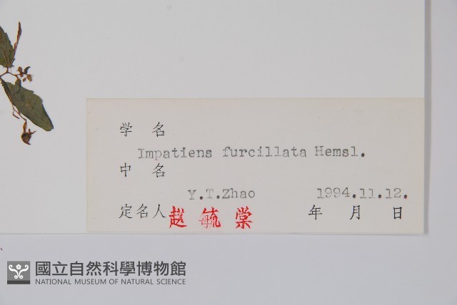 東北鳳仙花藏品圖，第2張