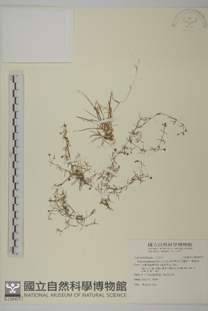 瓜槌草、漆姑草藏品圖，第1張