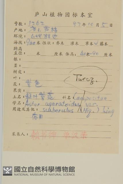 微糙三脈紫菀藏品圖，第2張