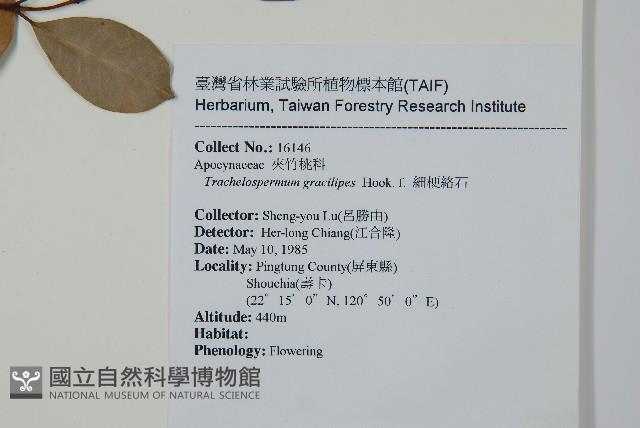 細梗絡石藏品圖，第2張