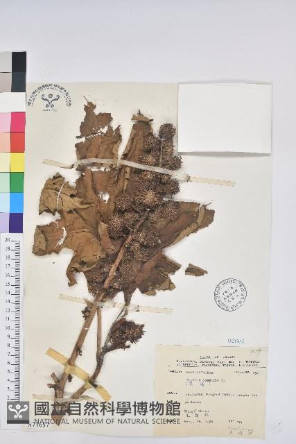 蓖麻藏品圖，第1張