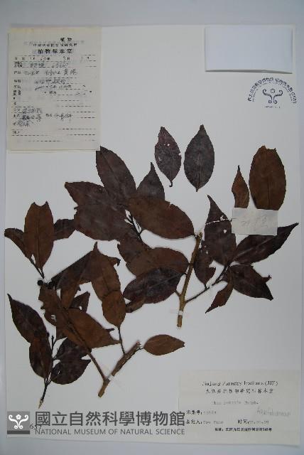 鐵冬青藏品圖，第1張