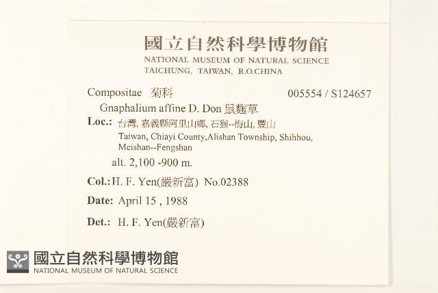 鼠麴草藏品圖，第2張