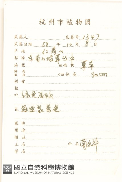 多裂翅果菊藏品圖，第2張