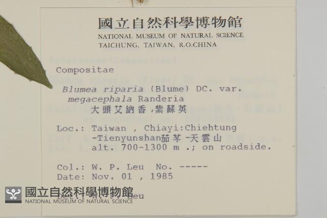 大頭艾納香藏品圖，第2張