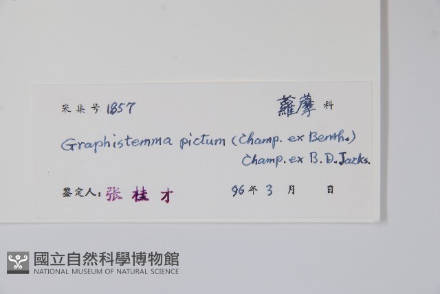 天星藤藏品圖，第2張