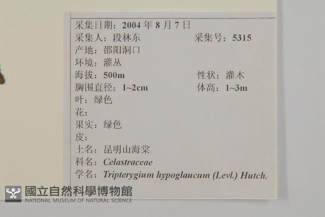 昆明山海棠藏品圖，第2張