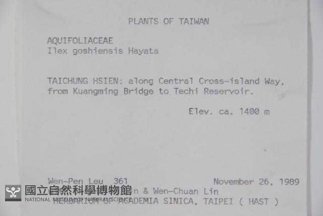 圓葉冬青藏品圖，第2張