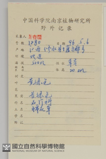 球序卷耳藏品圖，第2張