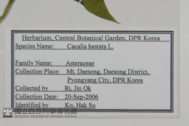 山尖子藏品圖，第2張