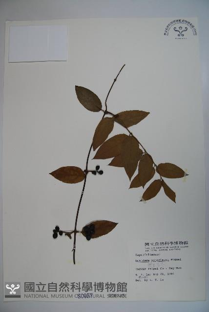 裡白忍冬、紅腺忍冬藏品圖，第1張