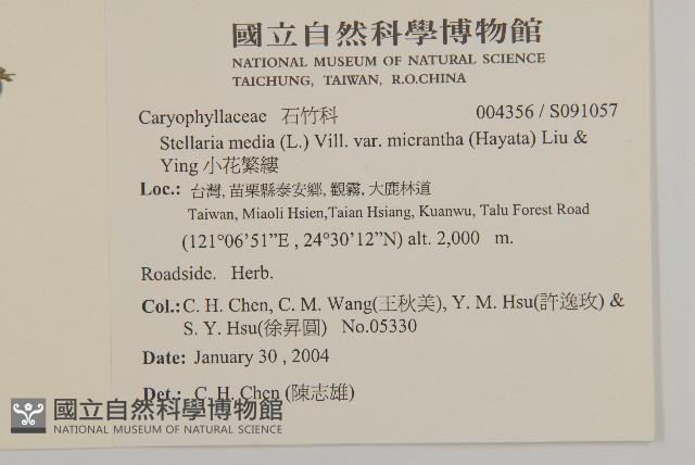 小花繁縷藏品圖，第2張