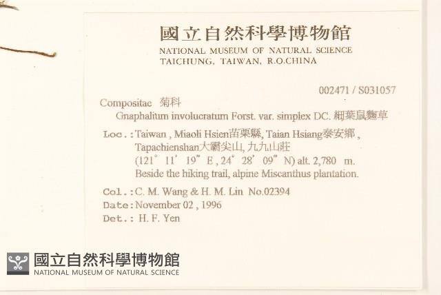 細葉鼠麴草藏品圖，第2張