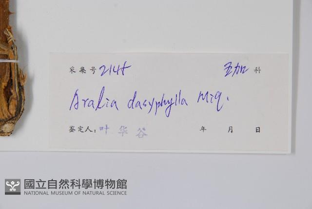 頭序蔥木藏品圖，第2張