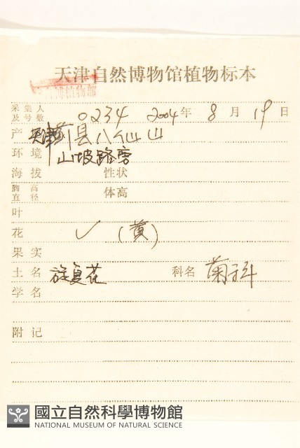 旋覆花藏品圖，第2張