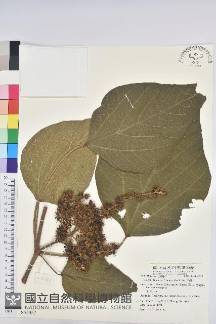 野桐藏品圖，第1張