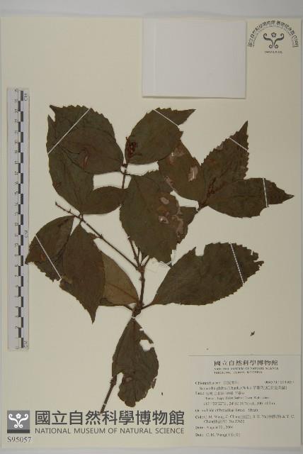 草珊瑚、紅果金粟蘭藏品圖，第1張