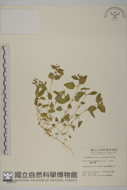 鵝兒腸藏品圖，第1張