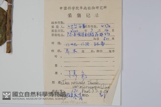 細果鐵冬青藏品圖，第2張