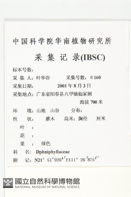 假輪葉虎皮楠藏品圖，第2張
