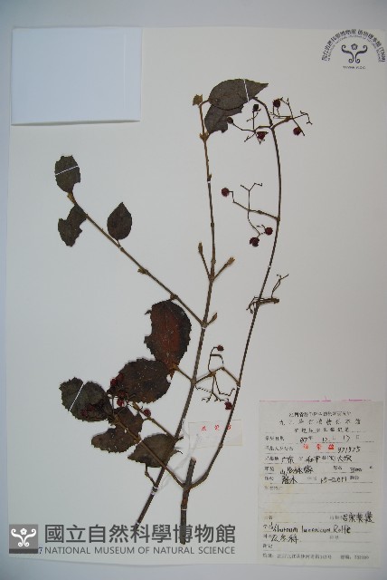 呂宋莢迷藏品圖，第1張