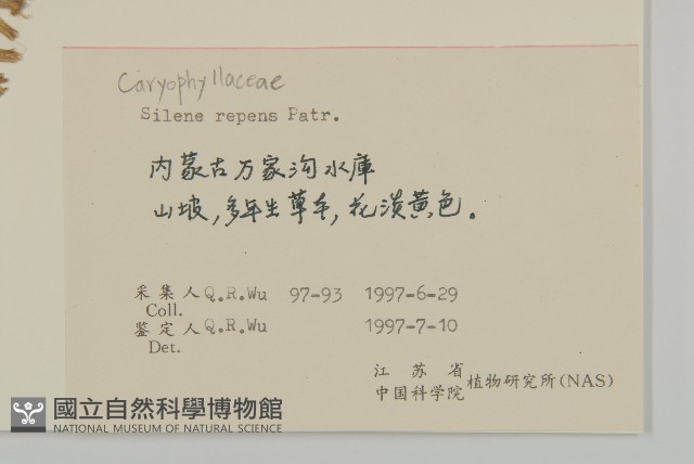 匍生蠅子草藏品圖，第2張
