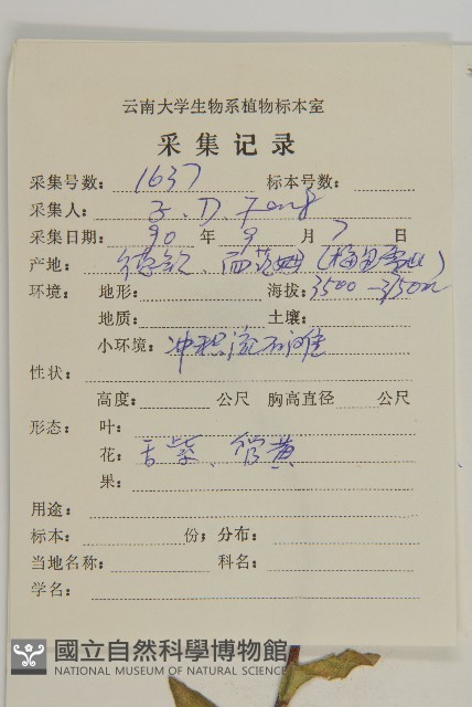 重冠紫菀藏品圖，第2張