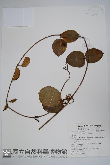 爬森藤藏品圖，第1張