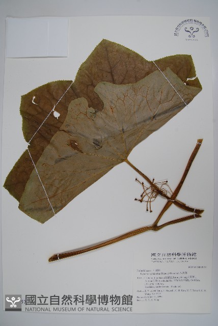 八角蓮藏品圖，第1張