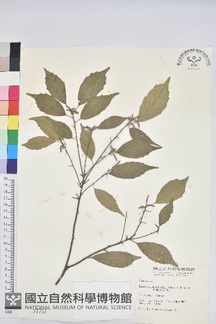 油葉石櫟藏品圖，第1張