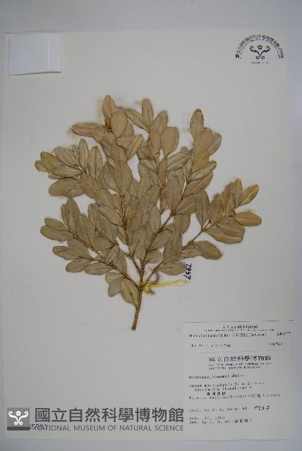 琉球黃楊藏品圖，第1張