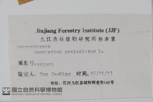 繁穗莧藏品圖，第2張