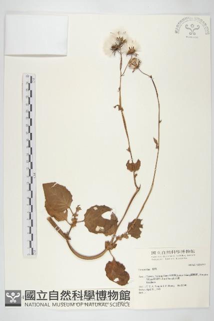 蘭嶼木耳菜藏品圖，第1張