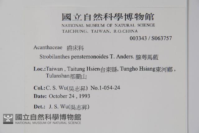 曲莖馬藍藏品圖，第2張