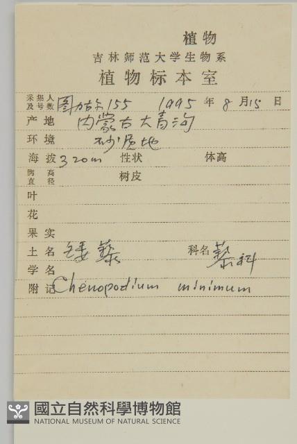 矮藜藏品圖，第2張