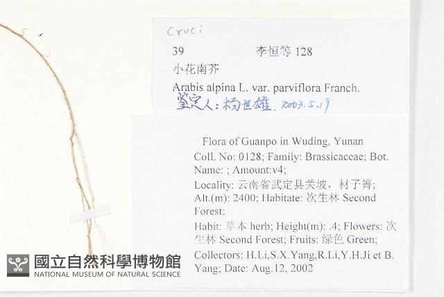 小花南芥藏品圖，第2張