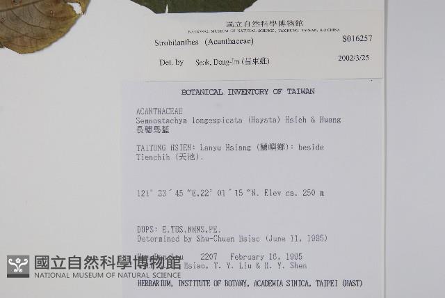 蘭嶼馬藍藏品圖，第5張