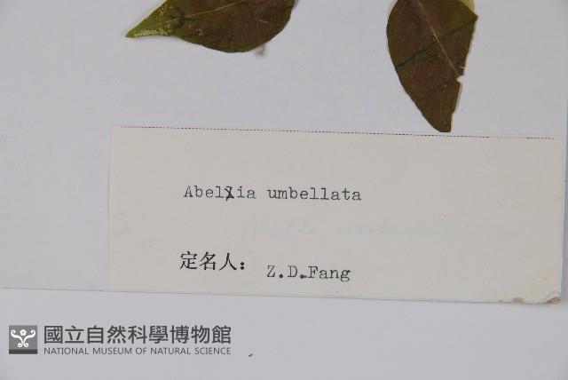 傘花六道木藏品圖，第2張