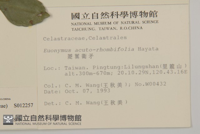 菱葉衛矛藏品圖，第2張