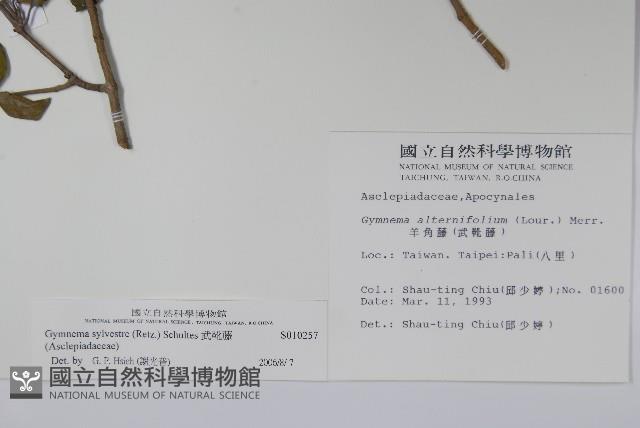 武靴藤藏品圖，第2張