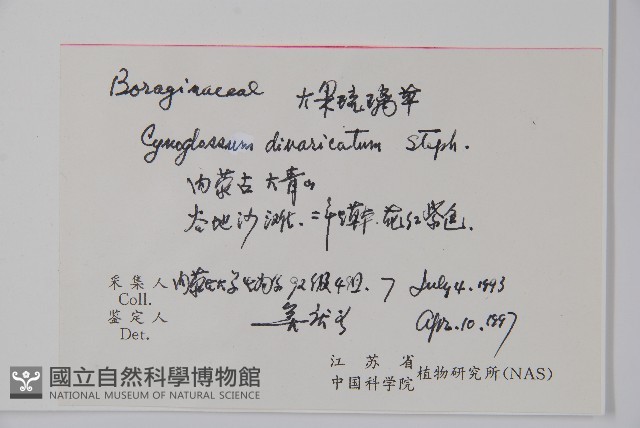 大果琉璃草藏品圖，第2張