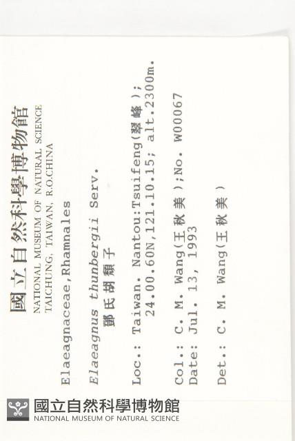 鄧氏胡頹子藏品圖，第2張